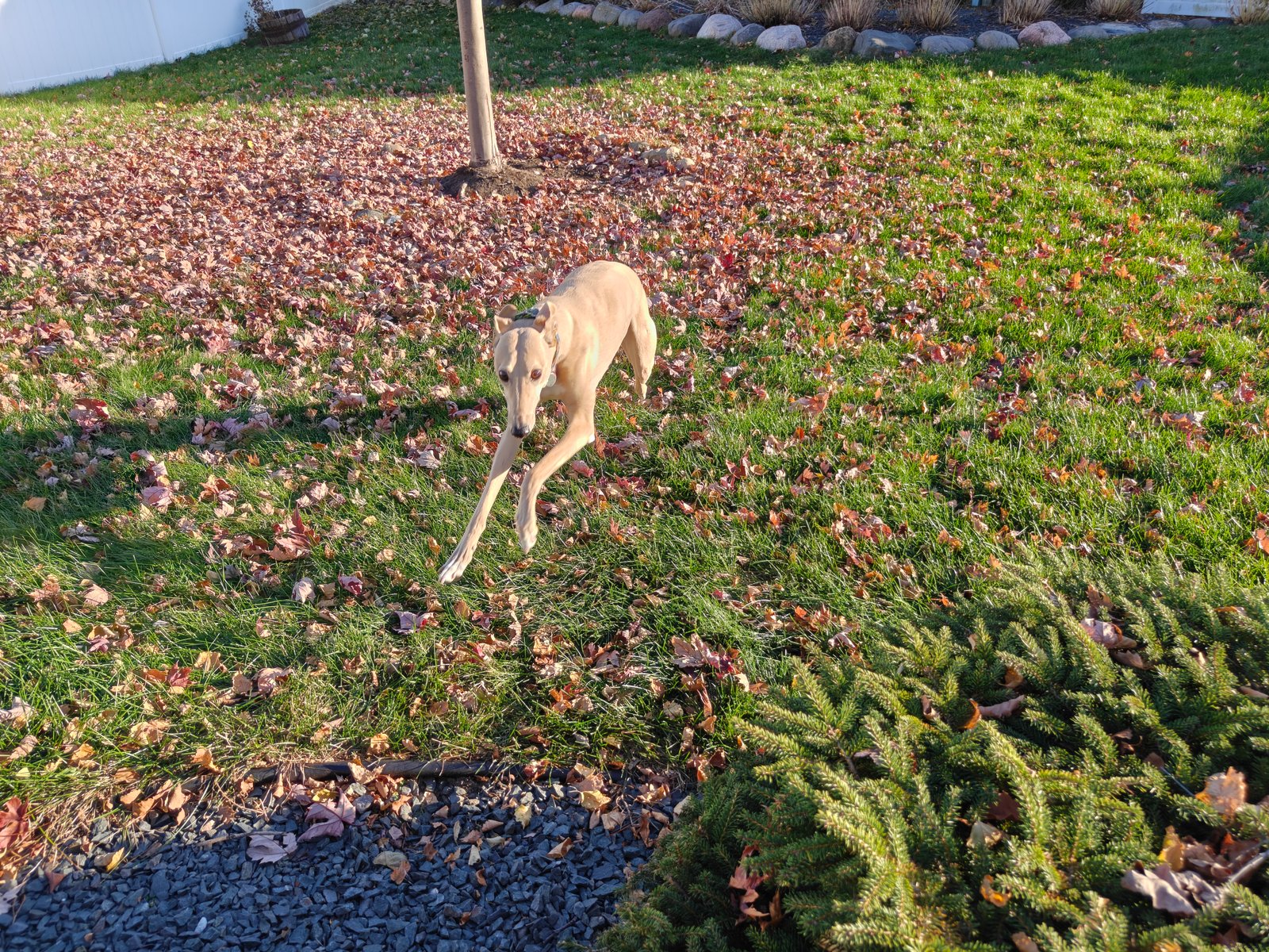 OP15 rodando amostra