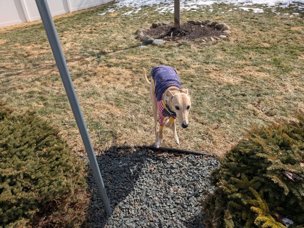 Câmera principal do Pixel 10a em movimento rápido